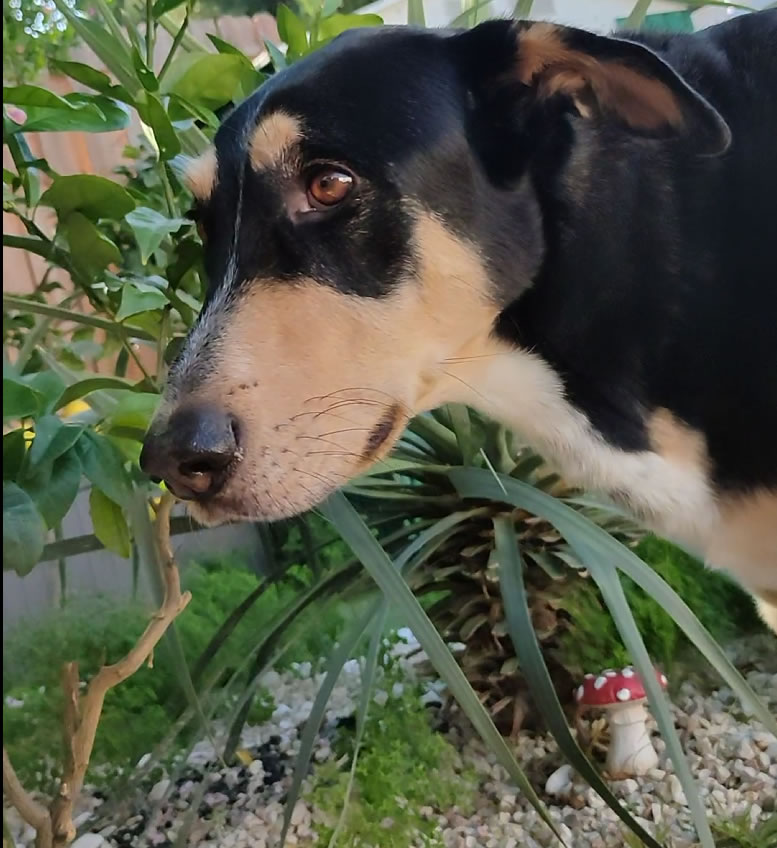Lupo_2